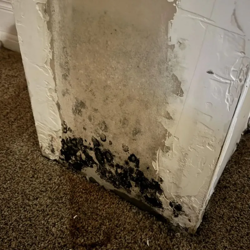Professional Mold Removal in New Castle, NH